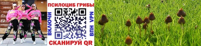 Галлюциногенные грибы Psilocybe  Голицыно 